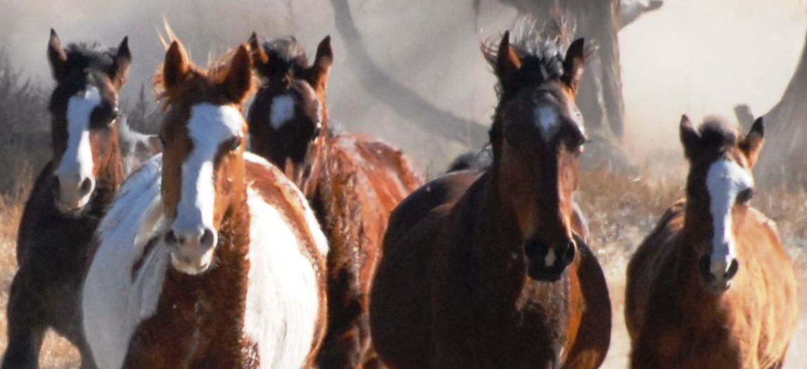 Horseback Riding